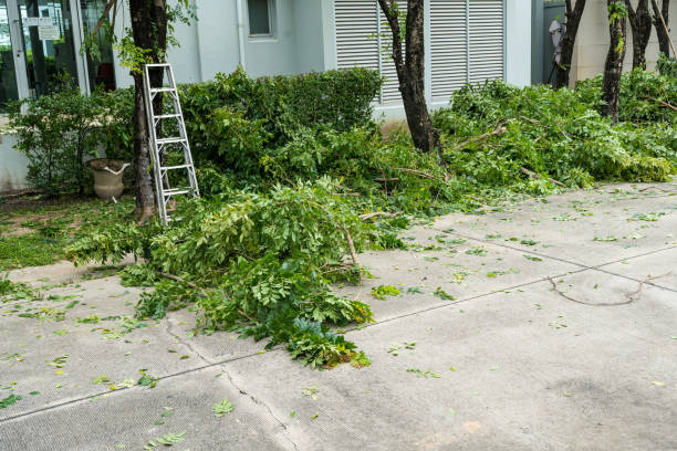 Best Tree Cabling and Bracing  in , PA