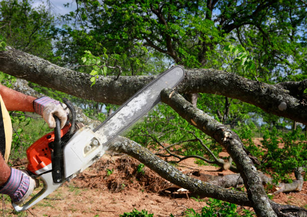 Best Arborist Consultation Services  in , PA